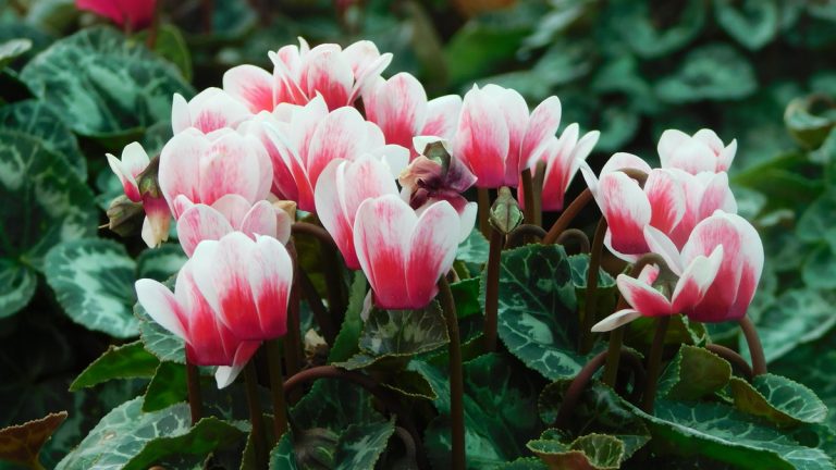 Plantes d'intérieur: Comment entretenir votre cyclamen - Guide