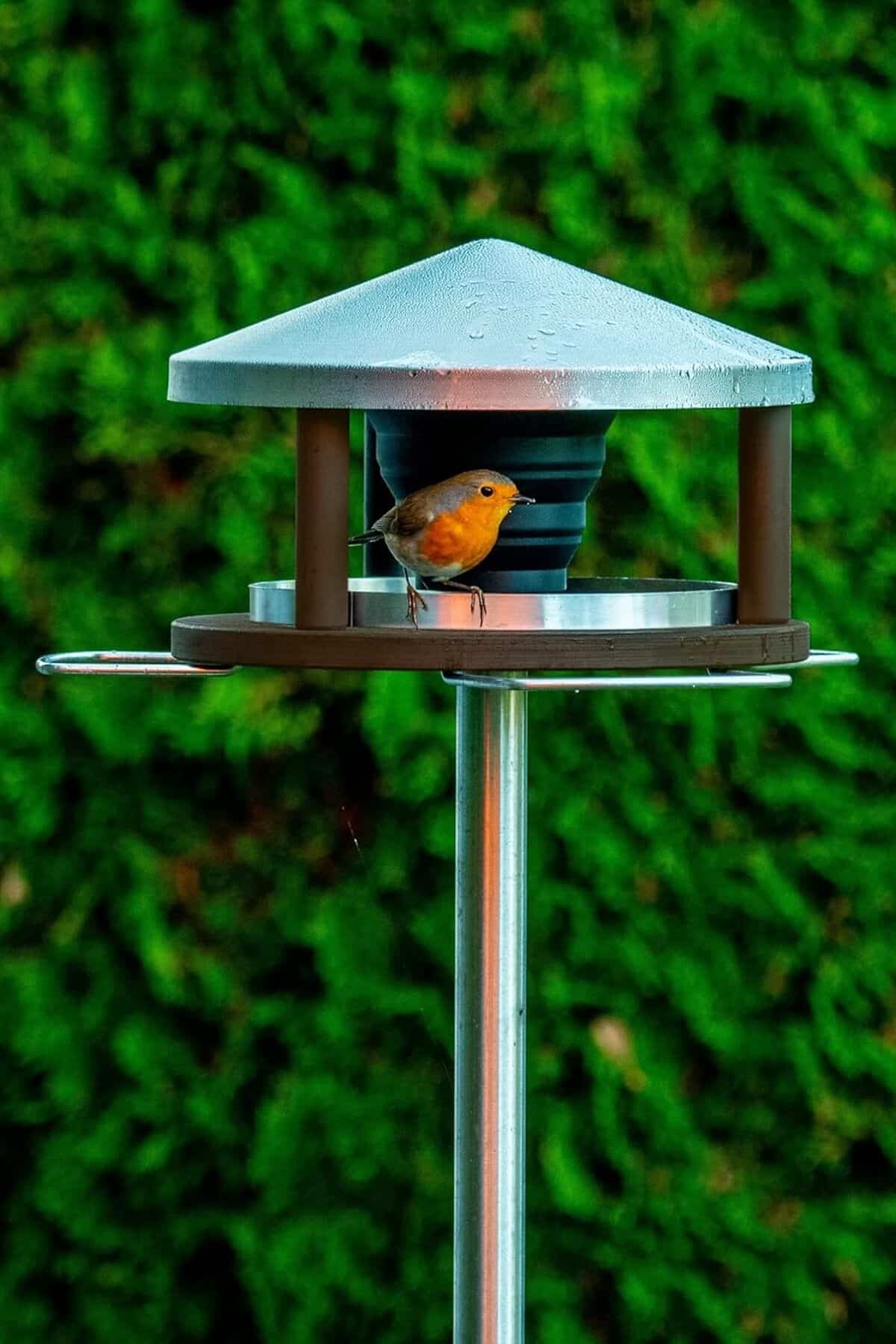 Test : mangeoire sur pied en bois LicusDesign pour oiseaux sauvages