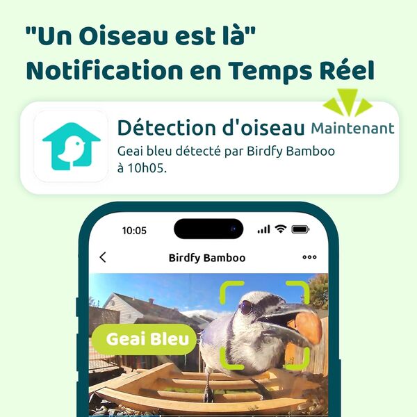 Birdfy Mangeoire à Oiseaux en Bambou avec Caméra et Panneau Solaire, Mangeoire extérieure Caméra d'observation des Oiseaux avec Vision Nocturne Capture Auto Images/Vidéos Notification Instantanée