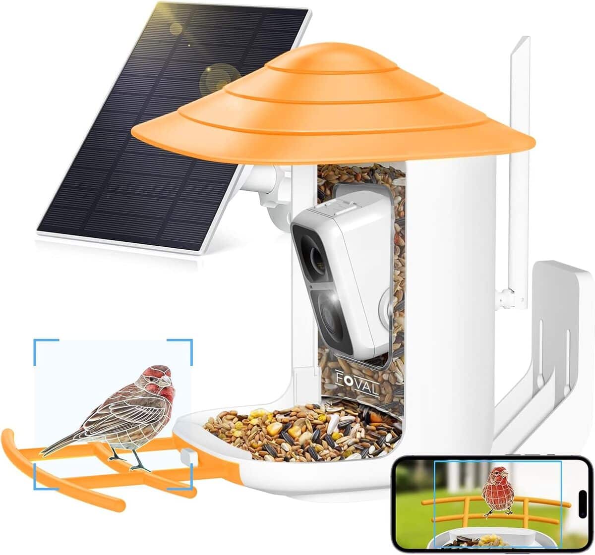 Test : caméra intelligente Foval pour mangeoire à oiseaux
