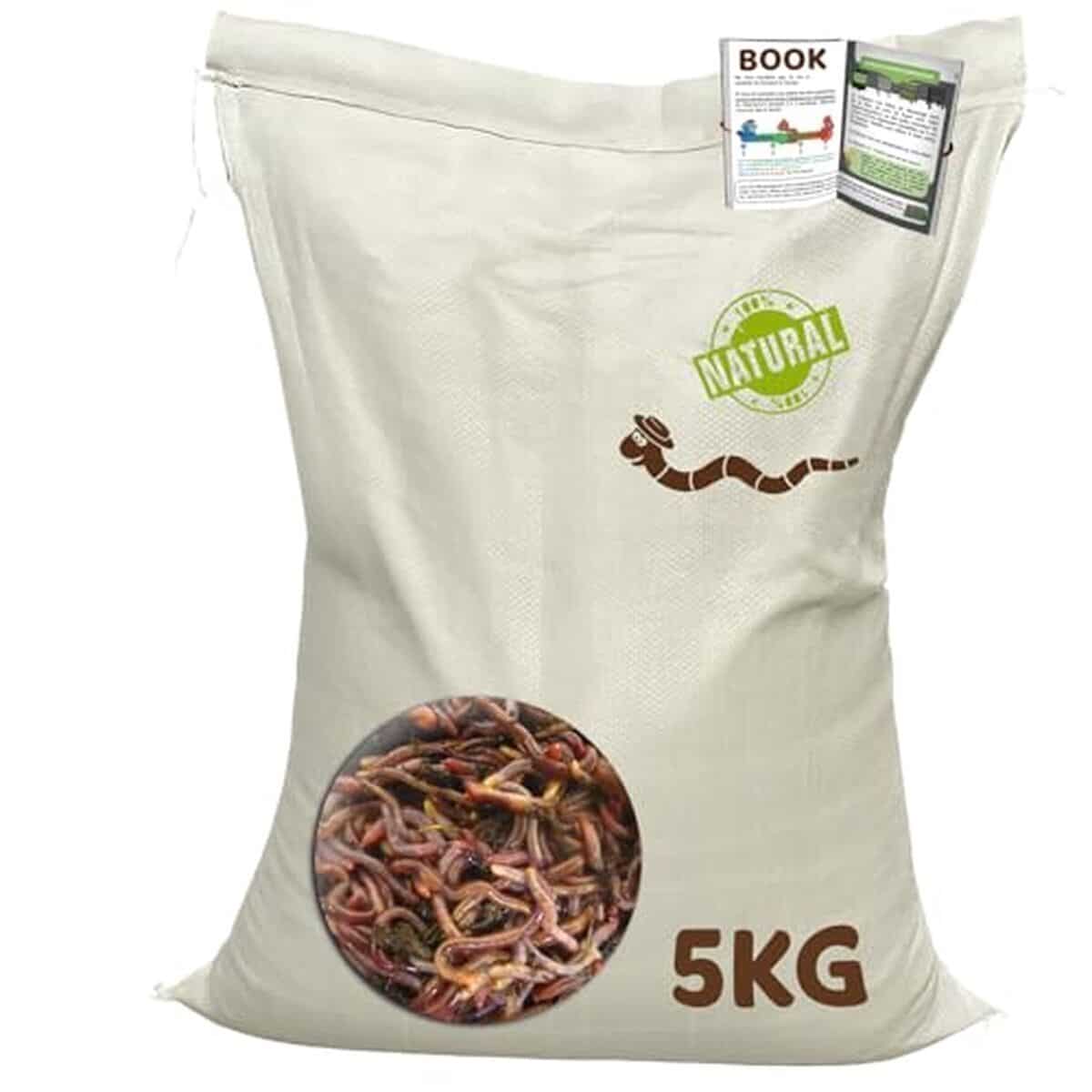 Test des vers Eisenia WormBox : compostage rapide et efficace