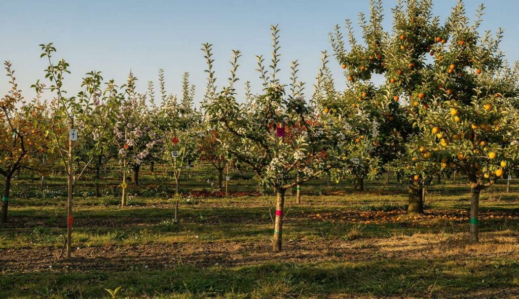 Calendrier des tailles des arbres fruitiers : conseils et idées