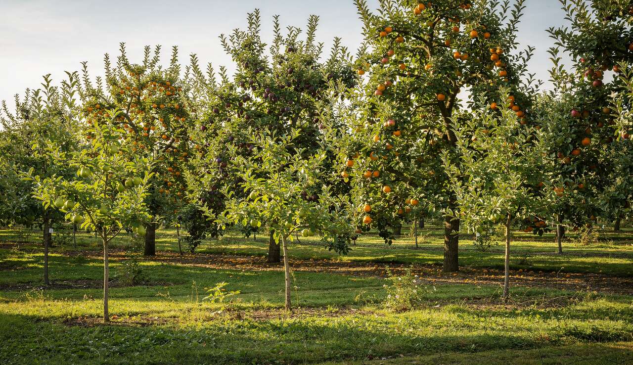 Importances et avantages de la taille r&eacute;guli&egrave;re