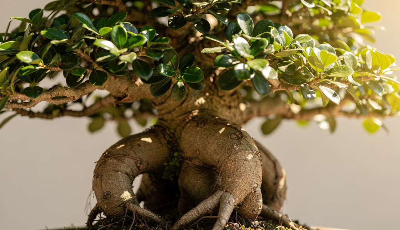 Comment tailler le ficus microcarpa ginseng ?
