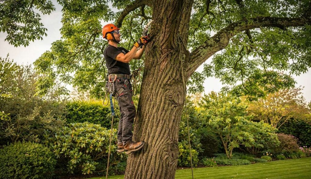 Comment tailler les grands arbres efficacement ?