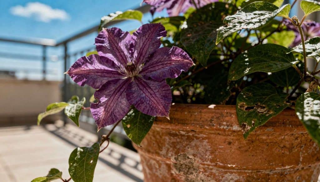 Comment planter une clématite en pot ?
