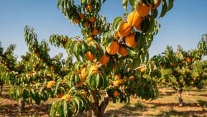 Maladies de l'abricotier : conseils et solutions