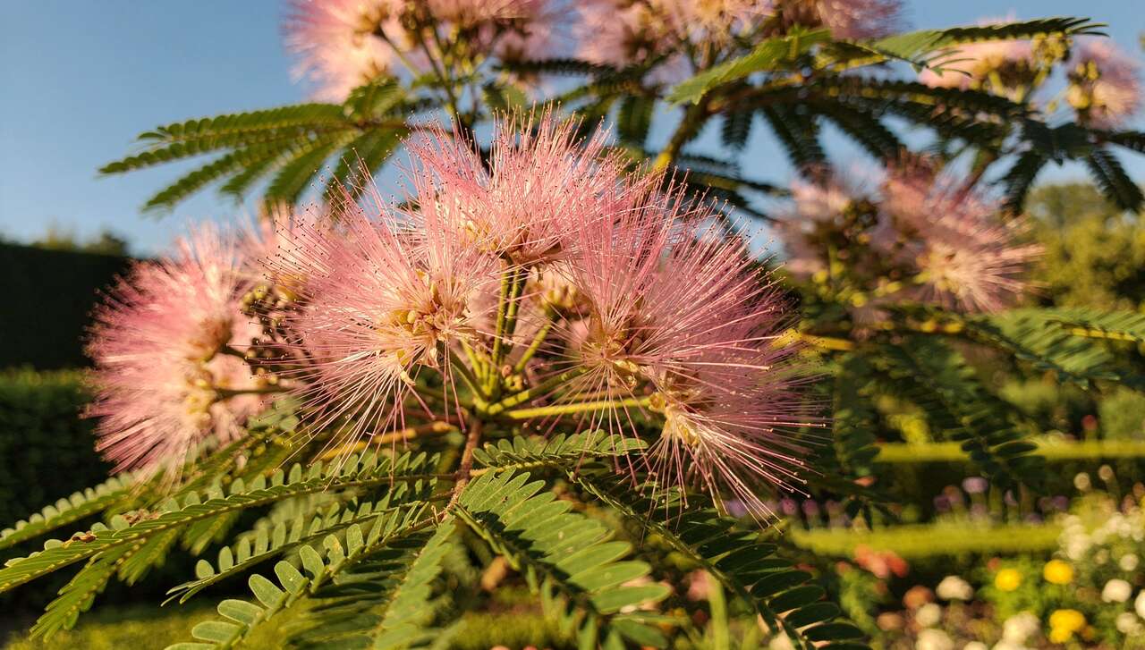 Introduction à l'albizia : un arbre ornemental plein de charme