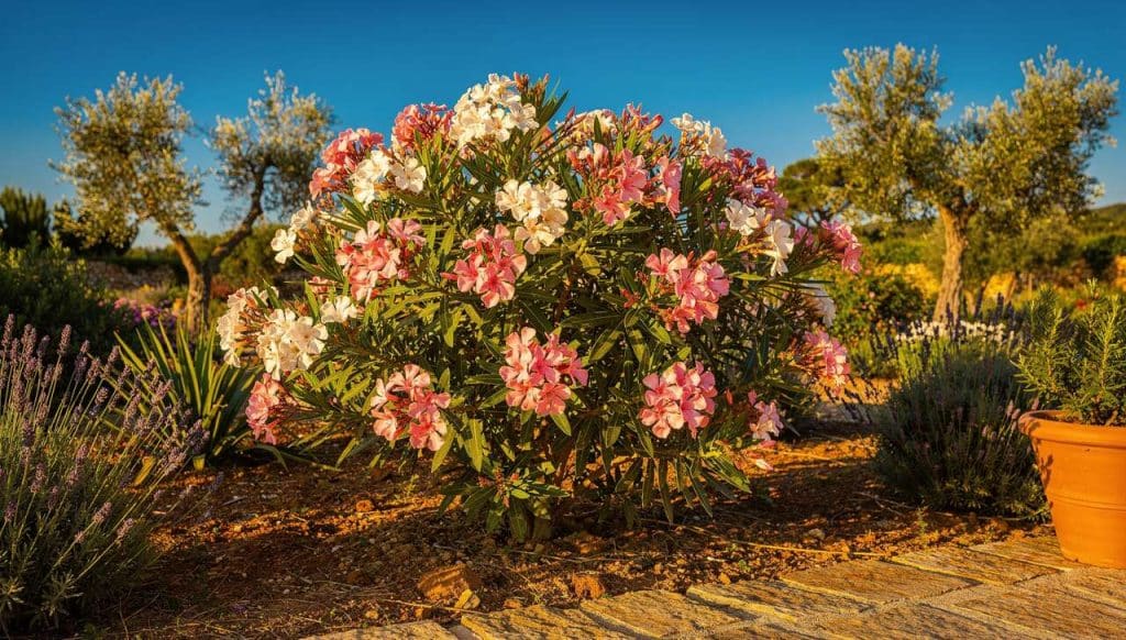 Où planter le laurier-rose ?
