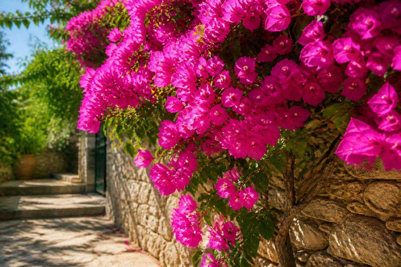 Entretien du bougainvillier