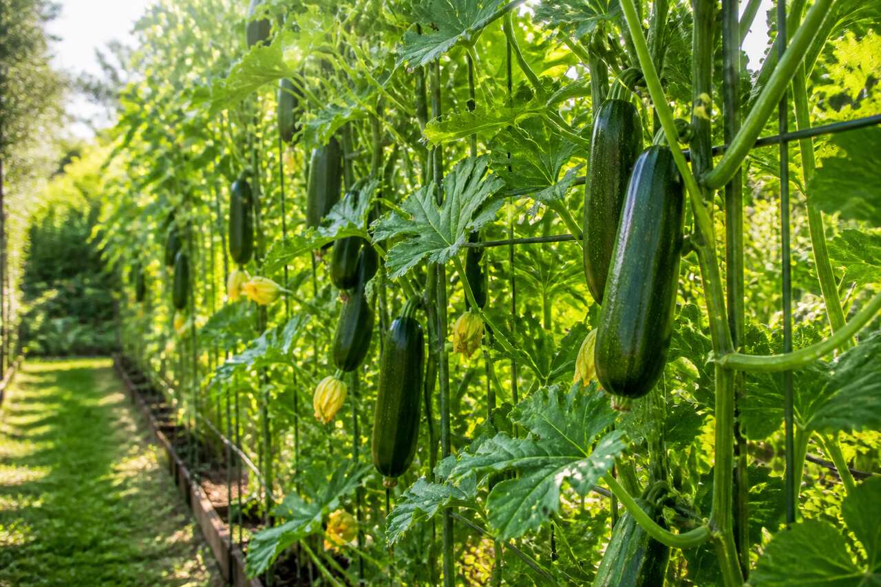 Comment cultiver la courgette en hauteur ?