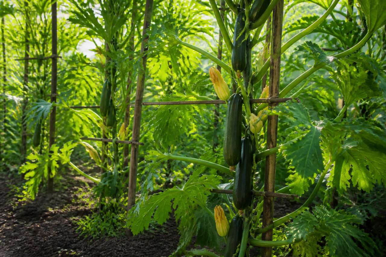 Choisir les variétés de courgettes adaptées à la culture en hauteur Choisir les variétés de courgettes adaptées à la culture en hauteur