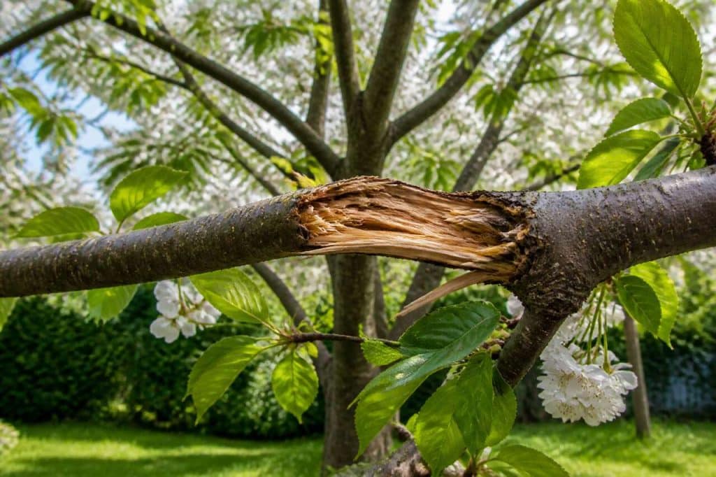 Que faire si une branche de mon cerisier est cassée ?