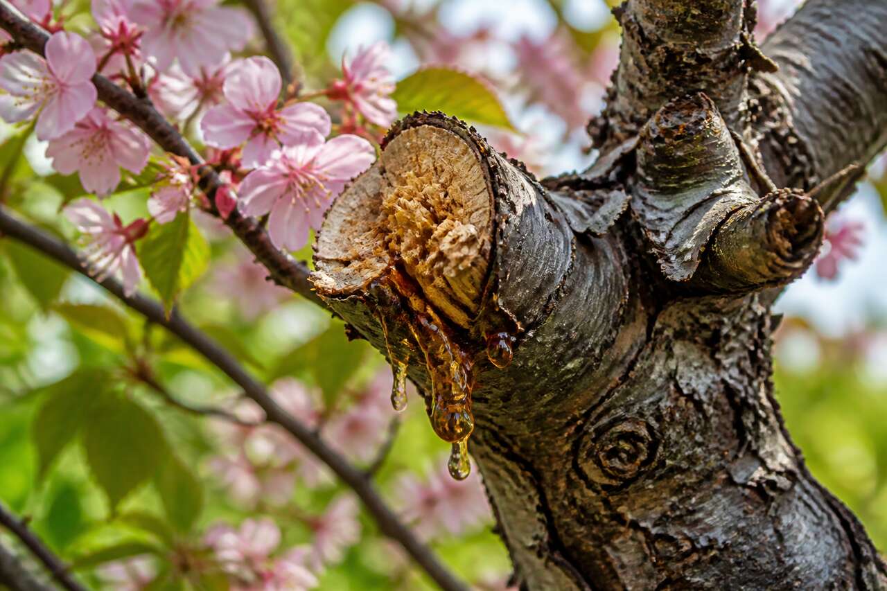 Identifier les signes d'une branche cassée Identifier les signes d'une branche cassée