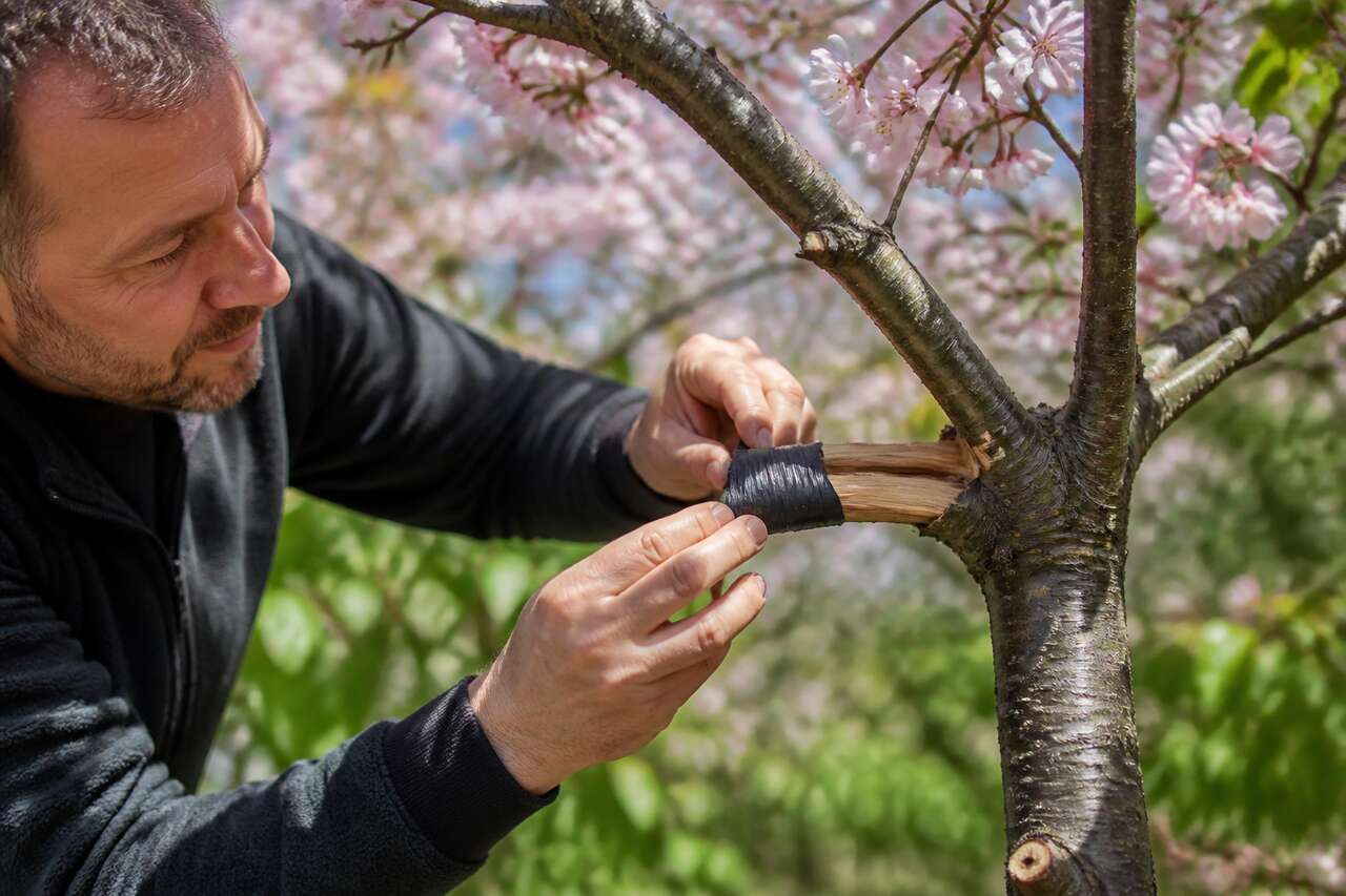 Techniques pour réparer une branche cassée Techniques pour réparer une branche cassée